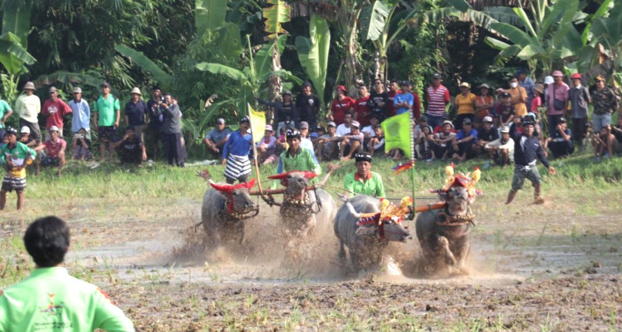 Berpacu Dilumpur, Makepung Lampit 2024 Digelar.