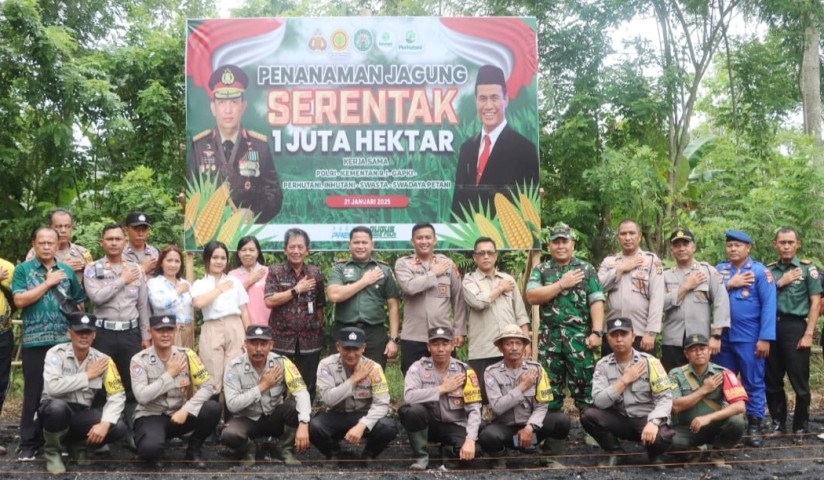 Dukung swasembada pangan nasional , Penanaman Jagung Serentak Dilaksanakan di Tegalbadeng Barat